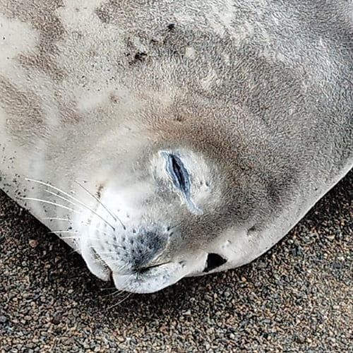 Imagen acerca de Foca de Weddell