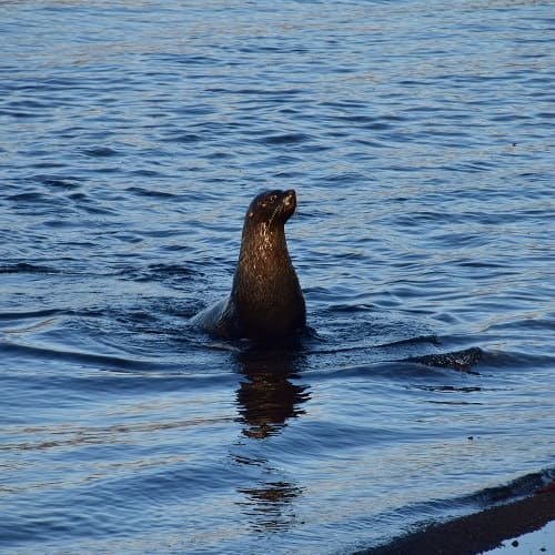 Imagen acerca de Lobo marino