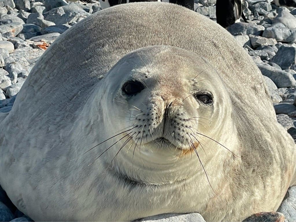 Foca de Weddell