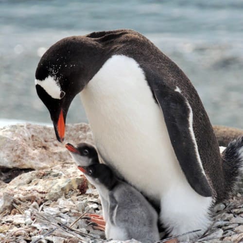 Imagen acerca de Pingüino Papúa