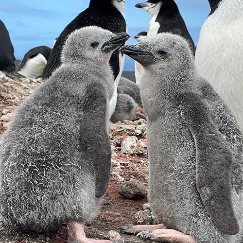 Imagen acerca de Pingüino Barbijo