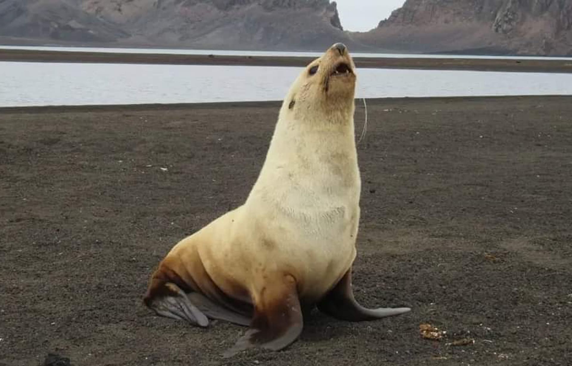 Imagen de detalle de Lobo marino
