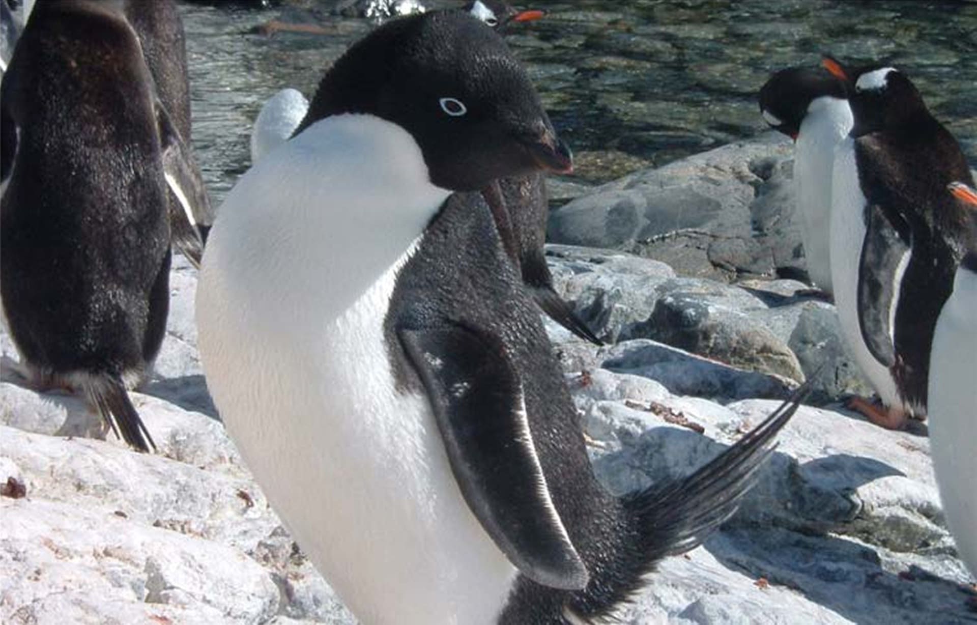 Imagen de detalle de Pingüino Adelia