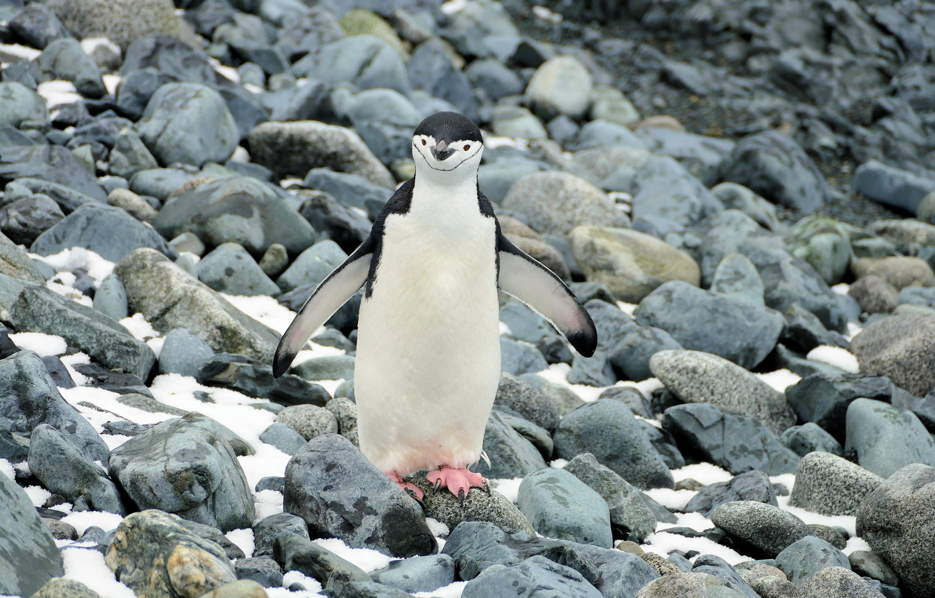 Imagen de detalle de Pingüino Barbijo
