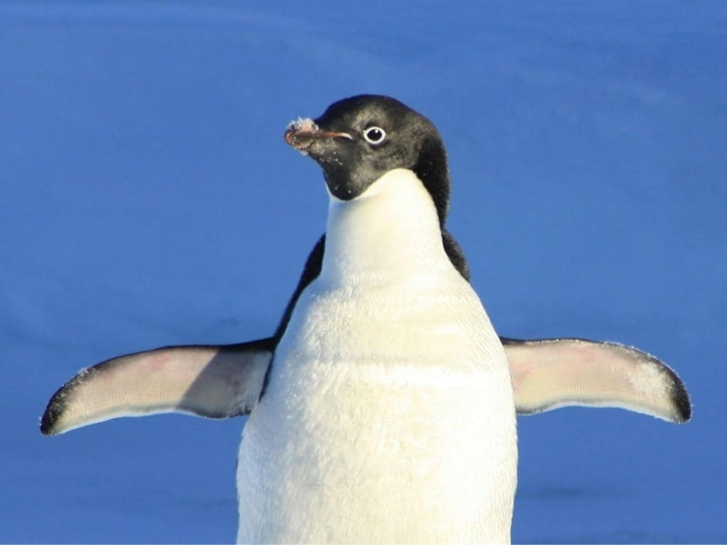 Pingüino Adelia