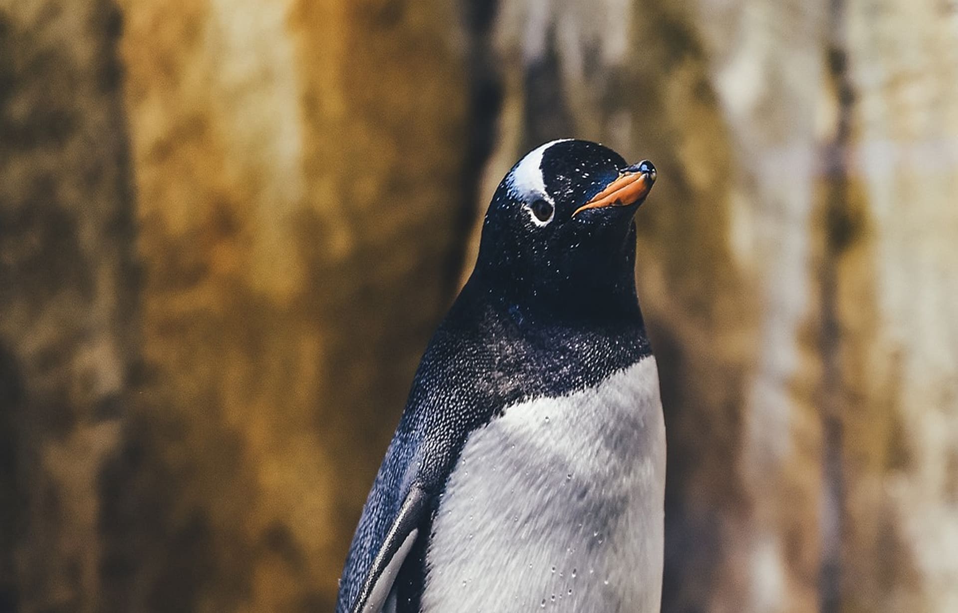 Imagen de detalle de Pingüino Papúa