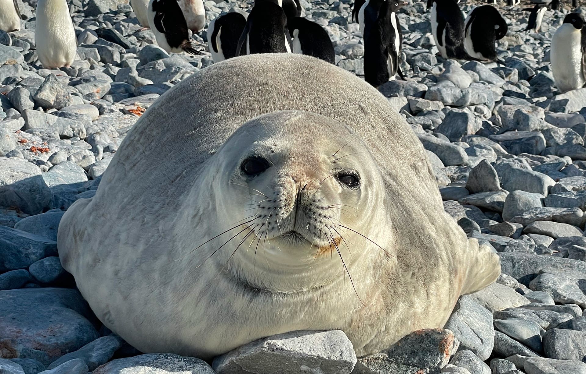 Imagen de detalle de Foca de Weddell