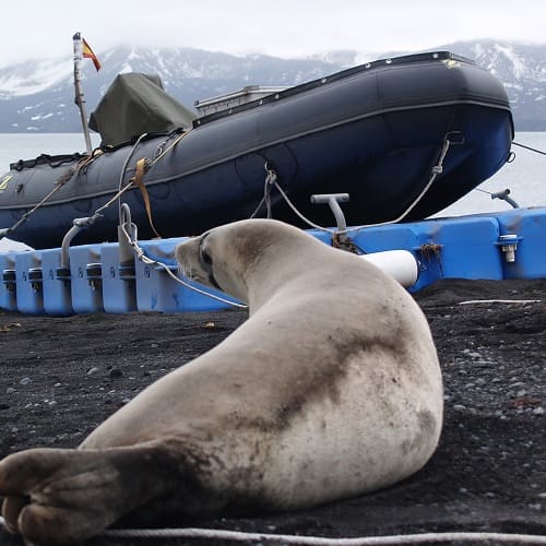 Imagen acerca de Foca cangrejera