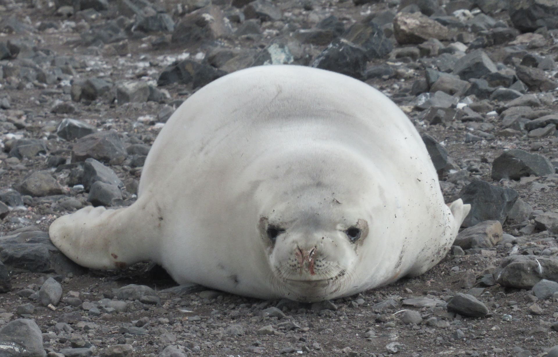 Imagen de detalle de Foca cangrejera