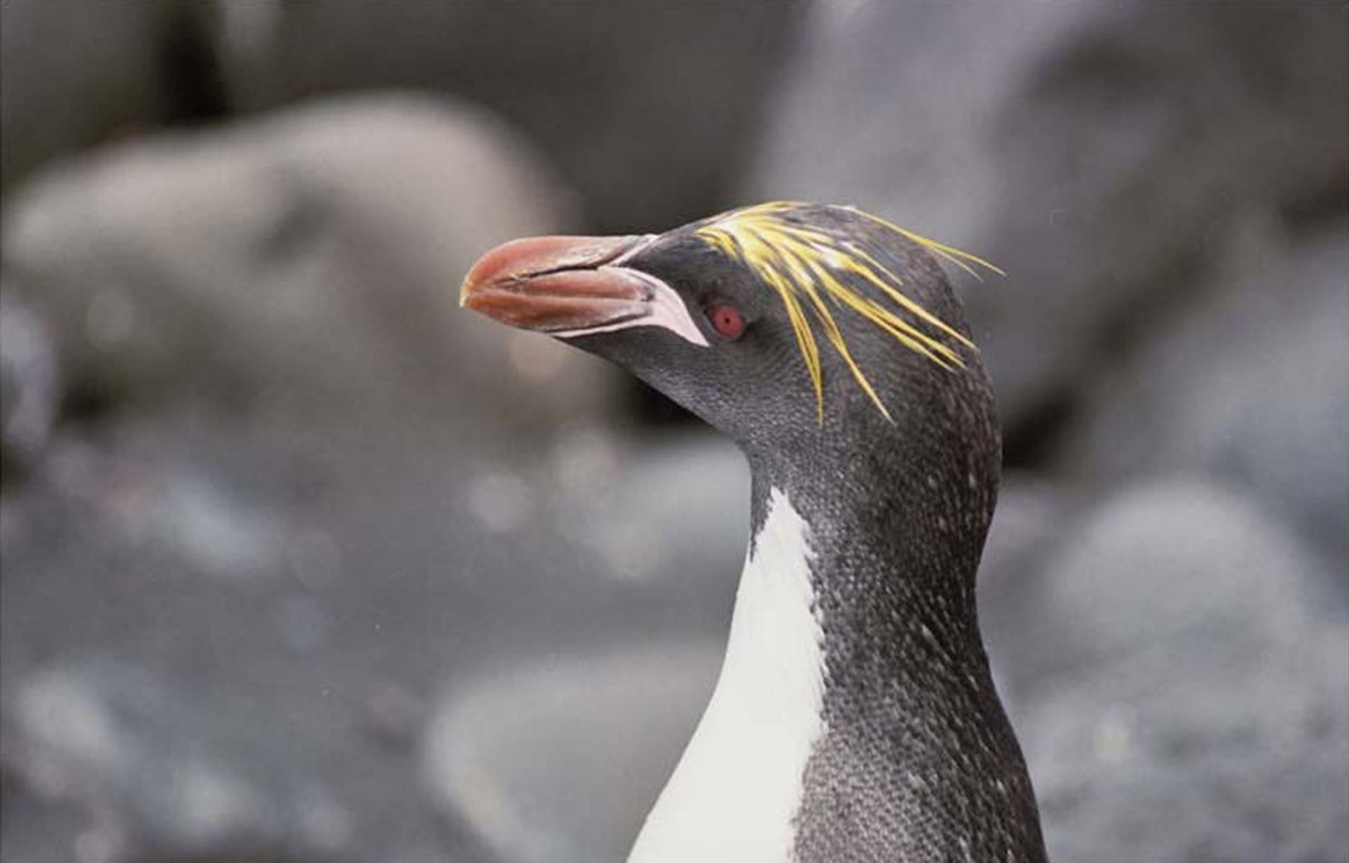 Imagen de detalle de Pingüino Macaroni