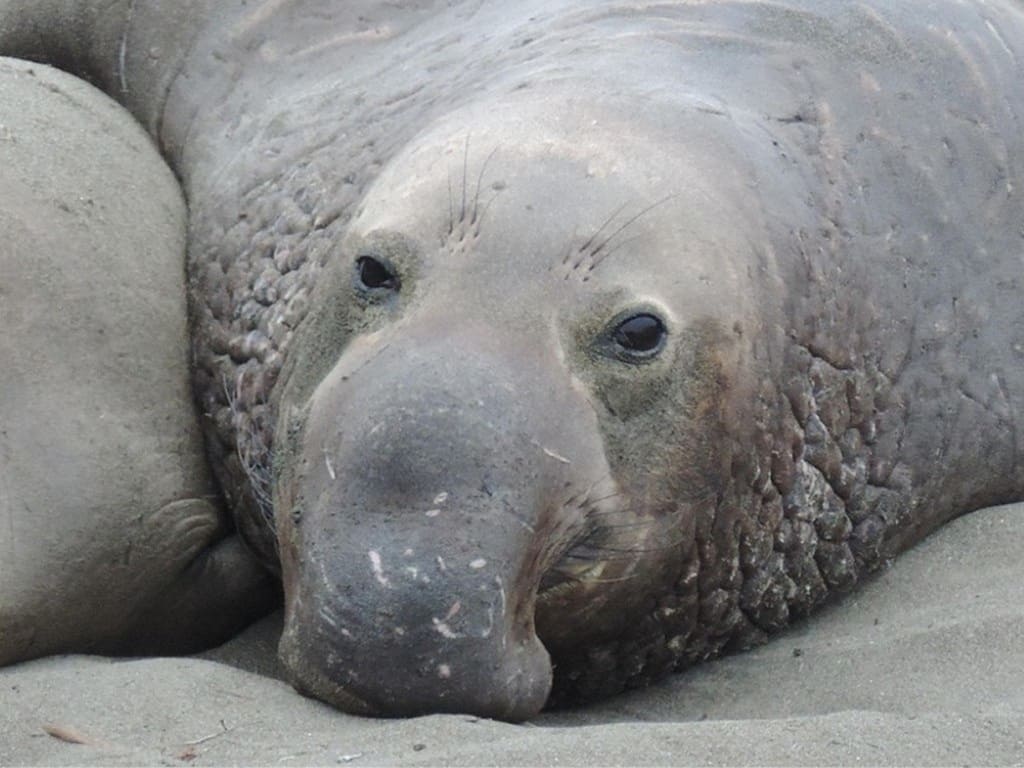 Elefante marino del Sur