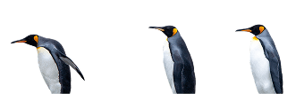 Unos pingüinos de perfil con fondo transparente