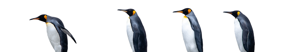 Unos pingüinos de perfil con fondo transparente
